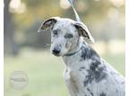 Adopt Francis a Merle German Shepherd Dog / Great Dane / Mixed dog in Northport