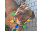 Adopt Victor a Pit Bull Terrier / American Staffordshire Terrier / Mixed dog in