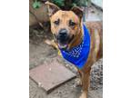 Adopt Kody a Australian Cattle Dog / Black Mouth Cur / Mixed dog in Phoenix