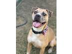 Adopt Outlaw a American Staffordshire Terrier / Mastiff / Mixed dog in Phoenix