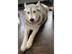 Adopt Luna Nicole a Gray/Blue/Silver/Salt & Pepper Husky / Mixed dog in Liberty