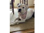 Adopt Spot a White Mastiff / Mixed dog in Schenectady, NY (39126211)