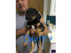 Adopt Bronco a Black - with Tan, Yellow or Fawn Black and Tan Coonhound / Mixed