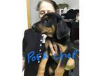 Adopt Pork Chop a Black - with Tan, Yellow or Fawn Black and Tan Coonhound /