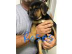 Adopt Roses a Black - with Tan, Yellow or Fawn Black and Tan Coonhound / Mixed