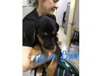 Adopt Bam Bam a Black - with Tan, Yellow or Fawn Black and Tan Coonhound / Mixed