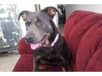 Adopt Delilah a Black - with Tan, Yellow or Fawn Rottweiler / Mixed dog in
