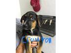 Adopt Crouton a Black - with Tan, Yellow or Fawn Black and Tan Coonhound / Mixed