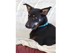 Adopt Lucy a Black - with Tan, Yellow or Fawn German Shepherd Dog / Doberman