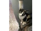 Adopt Vivian a Calico or Dilute Calico Calico / Mixed (short coat) cat in