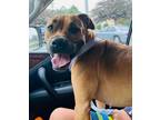 Adopt Sophie a Red/Golden/Orange/Chestnut Boxer / Mixed dog in Zuni