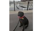 Adopt Annie a Black Greyhound / Labrador Retriever / Mixed dog in Schenectady