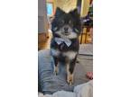 Adopt Grayson a Black - with Tan, Yellow or Fawn Pomeranian / Mixed dog in