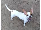 Adopt Pixie a White - with Red, Golden, Orange or Chestnut Rat Terrier /