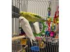 Adopt Sarah & Danny a Parakeet - Other bird in Paramus, NJ (39125913)