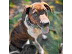 Adopt Logan a Brown/Chocolate - with White Plott Hound / Mountain Cur / Mixed