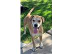 Adopt Santos a Labrador Retriever / Pit Bull Terrier / Mixed dog in Phoenix