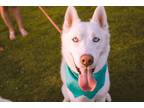 Adopt Koda a White Husky / Mixed dog in Holt, MI (39125898)