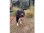 Adopt Mylo* a Pit Bull Terrier / Mixed dog in Pomona, CA (39125863)