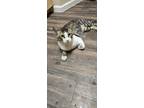 Adopt N/A a Brown Tabby Tabby / Mixed (medium coat) cat in Las Vegas