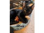 Adopt Blair a Black (Mostly) Domestic Shorthair (short coat) cat in Southern