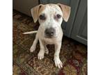 Adopt Dolly a Tan/Yellow/Fawn - with White Pit Bull Terrier / Pointer / Mixed