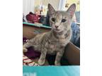 Adopt Daisy a Tan or Fawn Abyssinian / Mixed (short coat) cat in New Britain