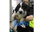 Adopt Pepper a White - with Black Black and Tan Coonhound / Mixed dog in