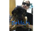 Adopt Delilah a Black - with Tan, Yellow or Fawn Black and Tan Coonhound / Mixed