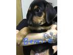 Adopt Bennie a Black - with Tan, Yellow or Fawn Black and Tan Coonhound / Mixed