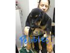 Adopt Pebbles a Black - with Tan, Yellow or Fawn Black and Tan Coonhound / Mixed