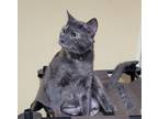 Adopt Taffy a Tortoiseshell Domestic Shorthair (short coat) cat in Southern