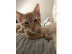 Adopt Carl a Orange or Red Domestic Shorthair (short coat) cat in Upper Falls