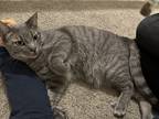Adopt Noodles a Gray, Blue or Silver Tabby Domestic Shorthair / Mixed (short