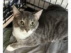 Adopt Toby a Gray, Blue or Silver Tabby Domestic Shorthair (short coat) cat in