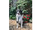 Adopt Skye a Black - with White Australian Shepherd / Border Collie / Mixed dog