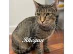Adopt Rhegan a Brown or Chocolate (Mostly) Tabby (short coat) cat in Southern