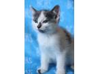 Adopt Desert - AVAILABLE SOON a Domestic Shorthair cat in Georgetown