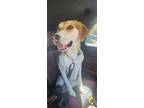 Adopt Nova a Black - with Tan, Yellow or Fawn Husky / Beagle dog in Charlotte