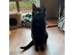 Adopt William Shakespurr a All Black Domestic Shorthair / Mixed cat in Saratoga