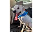Adopt Nero a White - with Gray or Silver Hound (Unknown Type) / Dalmatian /