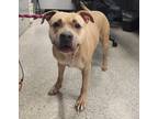 Adopt Melia a American Pit Bull Terrier / Mixed dog in Des Moines, IA (39125400)
