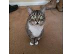 Adopt Memow a Tan or Fawn Tabby American Shorthair / Mixed (short coat) cat in