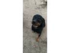 Adopt Rocco a Black - with Tan, Yellow or Fawn Rottweiler / Mixed dog in Tyler