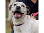 Adopt Cujo a White - with Tan, Yellow or Fawn Australian Cattle Dog / Pit Bull