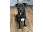 Adopt Cereal a Black - with White Labrador Retriever / Mixed dog in Hilton Head