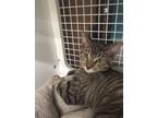 Adopt Daisy a Brown Tabby Domestic Shorthair / Mixed cat in Land O Lakes