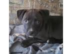 Adopt Louise a Brown/Chocolate Labrador Retriever / Mixed Breed (Medium) / Mixed