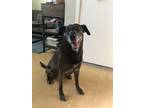 Adopt Rosie a Brown/Chocolate - with Black Whippet / Mutt / Mixed dog in Santa