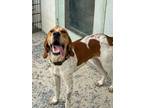 Adopt Bama a White - with Brown or Chocolate Treeing Walker Coonhound / Mixed